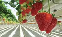 Hydroponic strawberry greenhouse launched in western Iran 